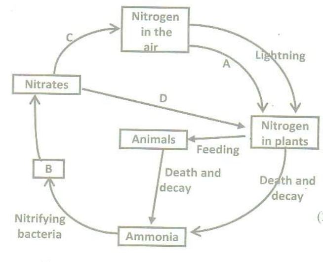 the-diagram-below-represents-the-nitrogen-cycle-r-n-a-state-the