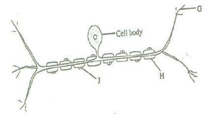 nerve-cell-26-04-2022-2039.JPG