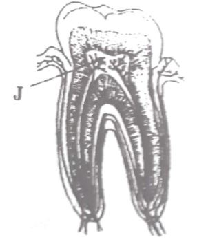 nutritioninanimals4320211251.JPG