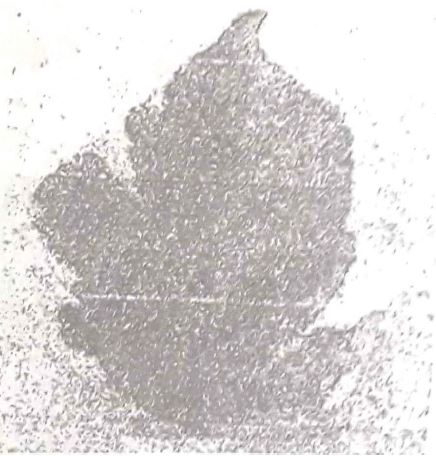 The photograph below represents a leaf obtained from a certain plant