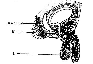 reproduction-in-animals-11-03-2028-1306.JPG