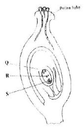 reproduction-in-plants-11-03-2028-1351.JPG