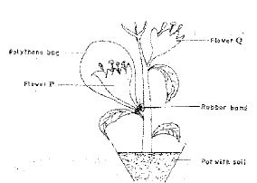 reproduction-in-plants-11-03-2028-1411.JPG