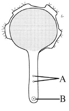 reproduction-in-plants-11-03-2028-1417.JPG