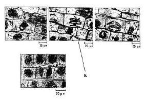 reproduction-in-plants-11-03-2028-1425.JPG