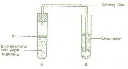 respiration-biology-questions-26-04-2022-2121.JPG