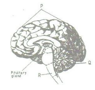 section-of-human-brain-2013.JPG