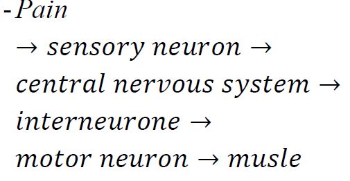 simple-reflex-pathway.JPG