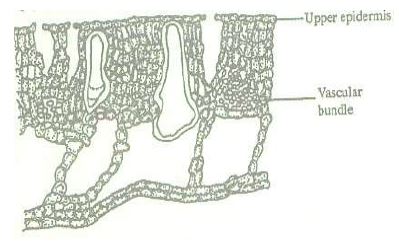 transverse-section-of-a-leaf.JPG