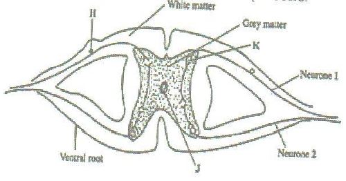 transverse-section-of-spinal-cord-2044.JPG